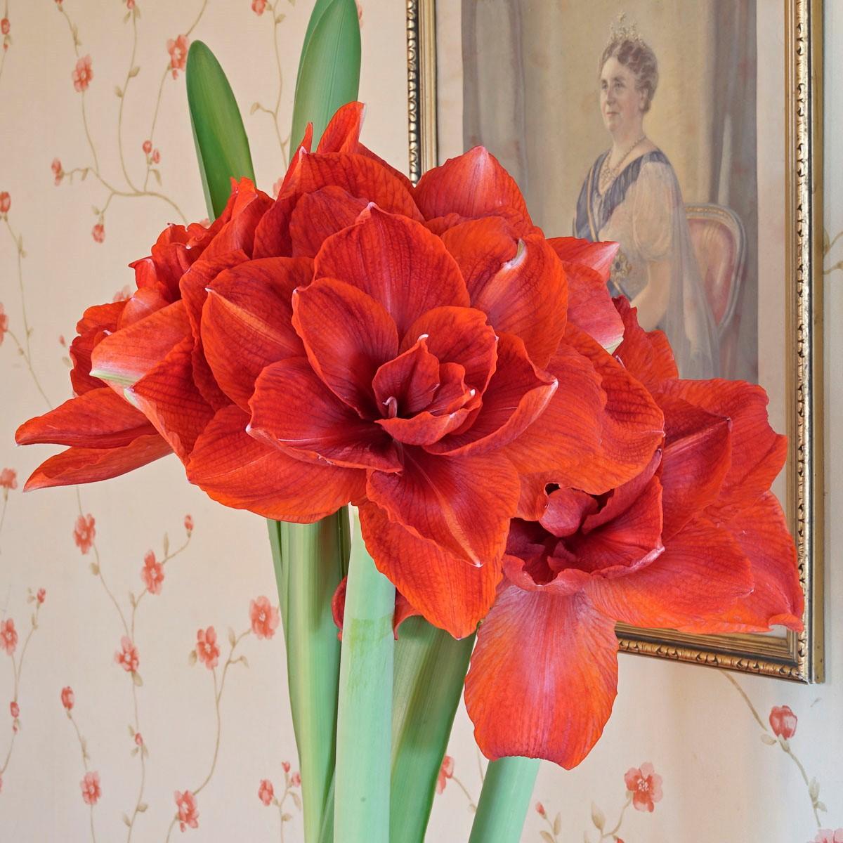 Amaryllis, de Winterkoningin in ons bloembollen assortiment - fluwelnl