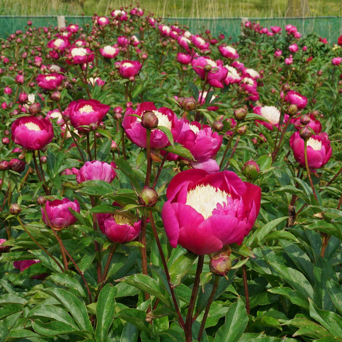 De beste tijd om een Pioen te planten is twee jaar geleden. - fluwelnl