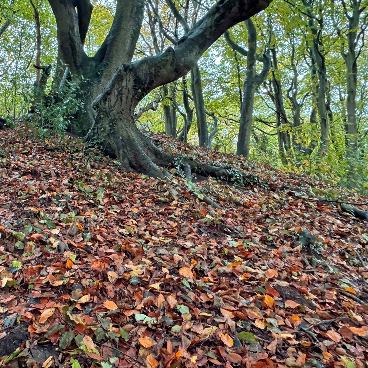 De blaadjes vallen van de bomen, tijd om bloembollen te planten - fluwelnl