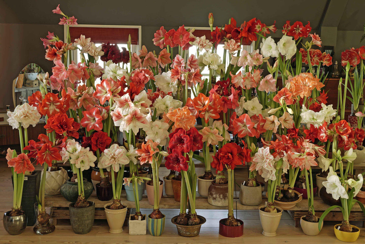 De vermeerdering van de Amaryllis - fluwelnl