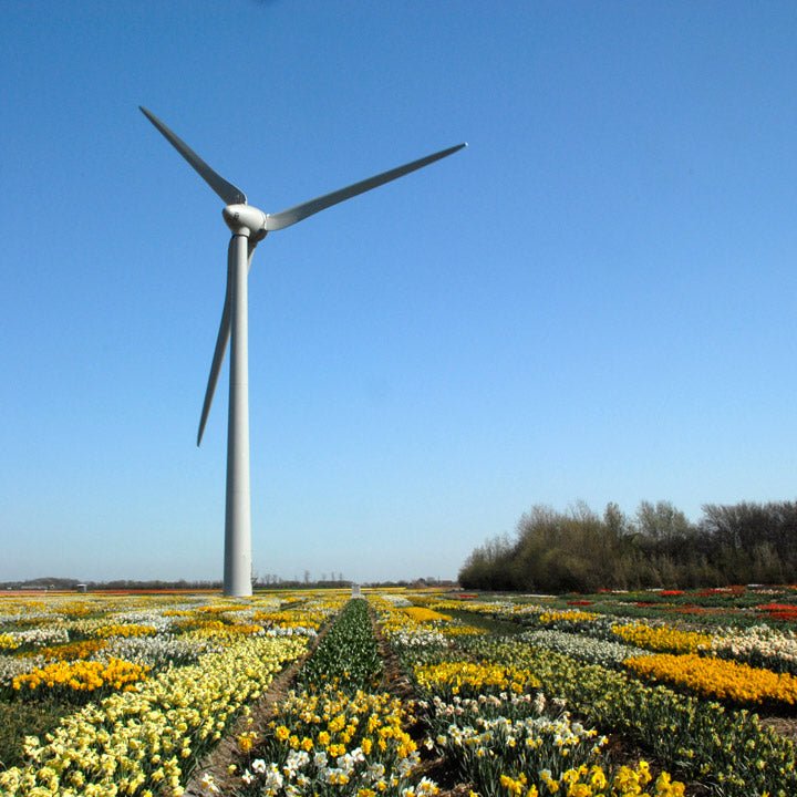 Hoe milieubelastend is de Nederlandse bollensector? - fluwelnl