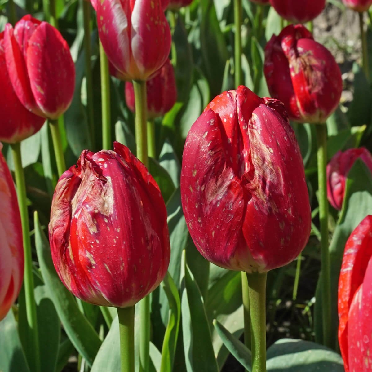 Vuur in Tulpen - fluwelnl