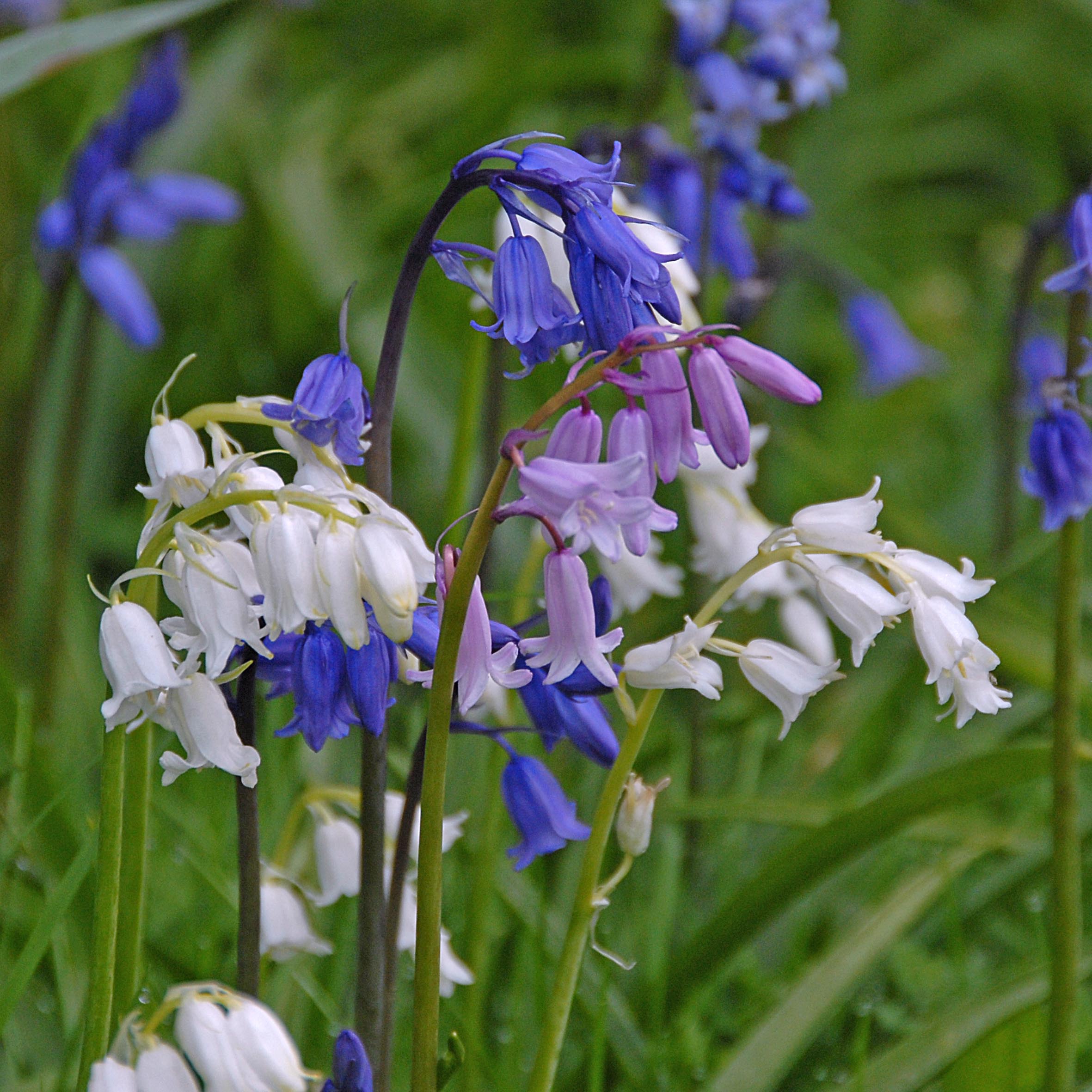 Hyacinthoides - fluwelnl