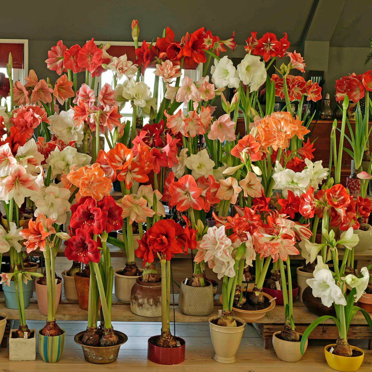 Amaryllis Red Cream