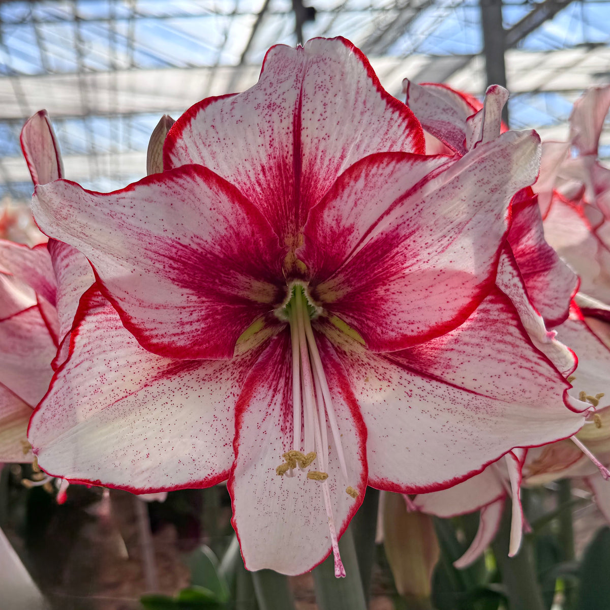 Amaryllis Chiara