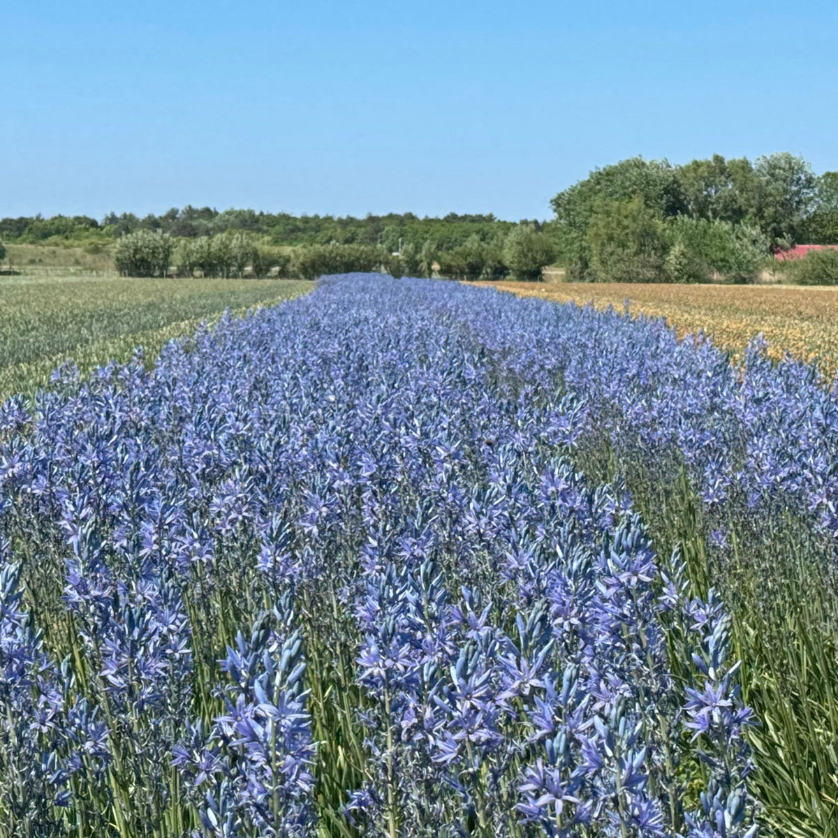 Camassia Blue Candle - blauwe camassia - Fluwel