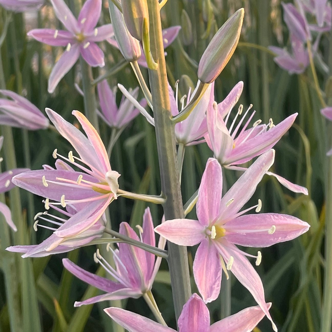 Camassia Sweet Candle - roze camassia - Fluwel