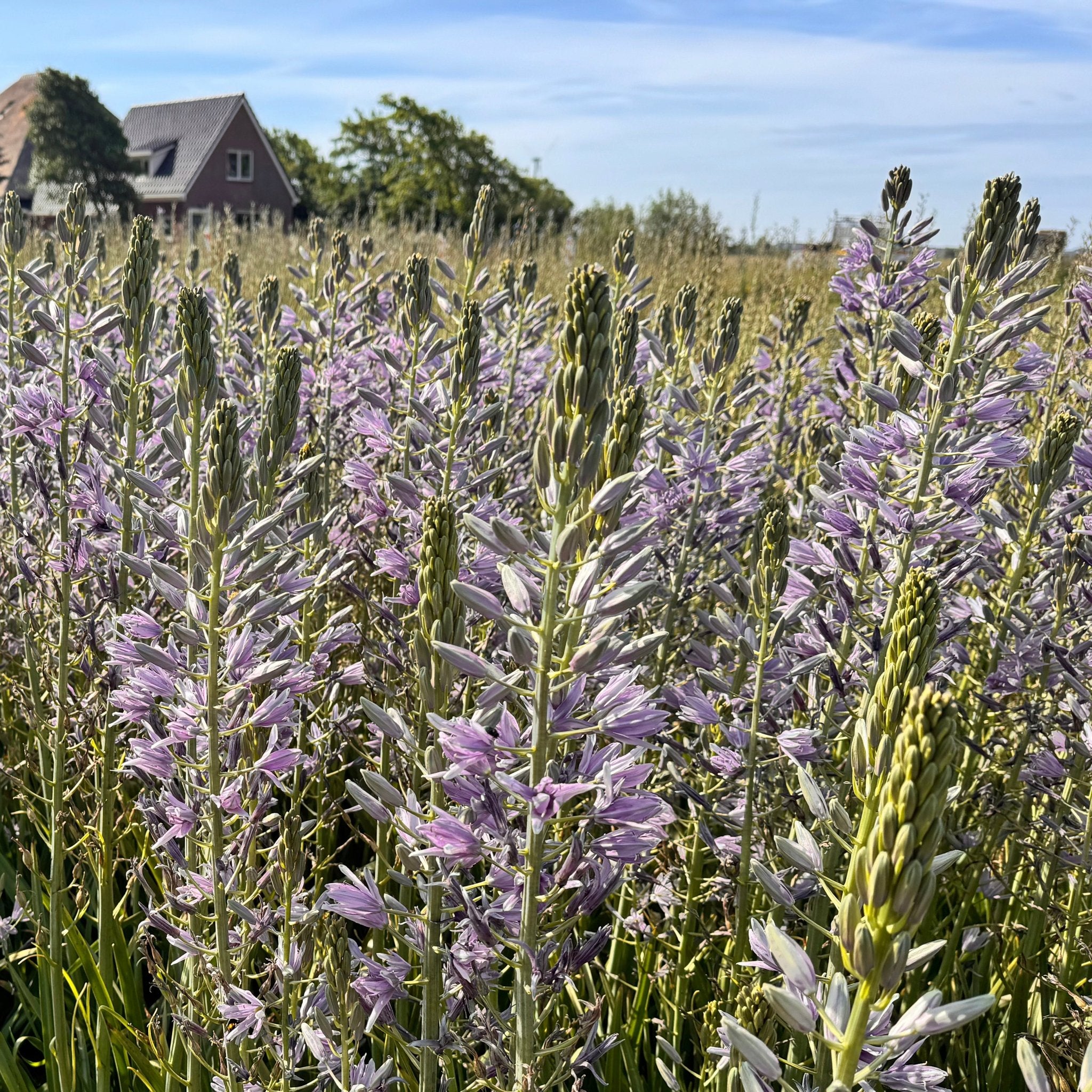 Camassia Violet Candle - lila camassia - Fluwel