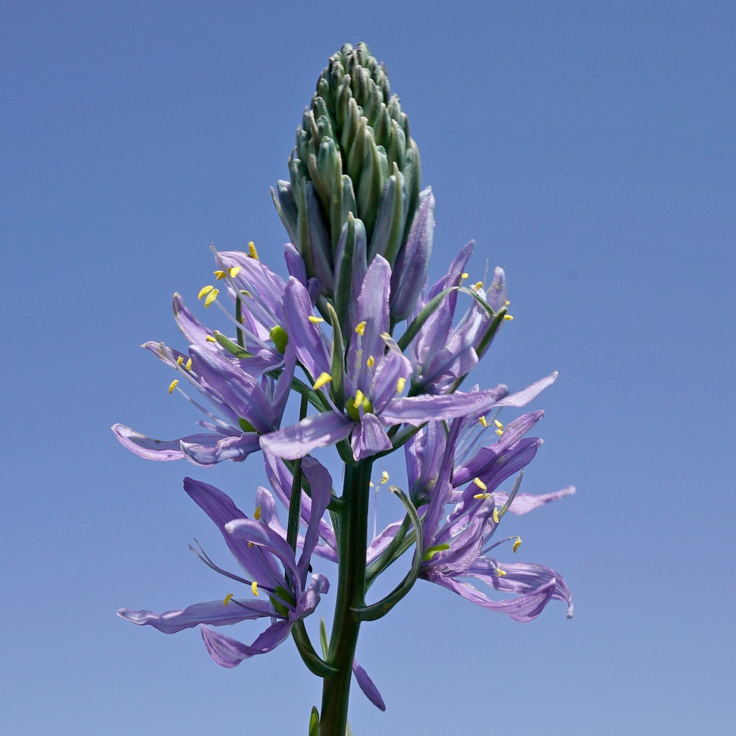 Camassia cusickii Zwanenburg
