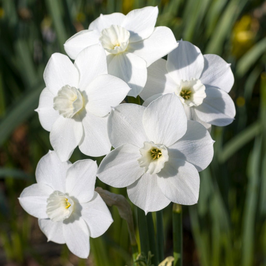 Dainty Miss - witte Jonquilla narcis - Fluwel