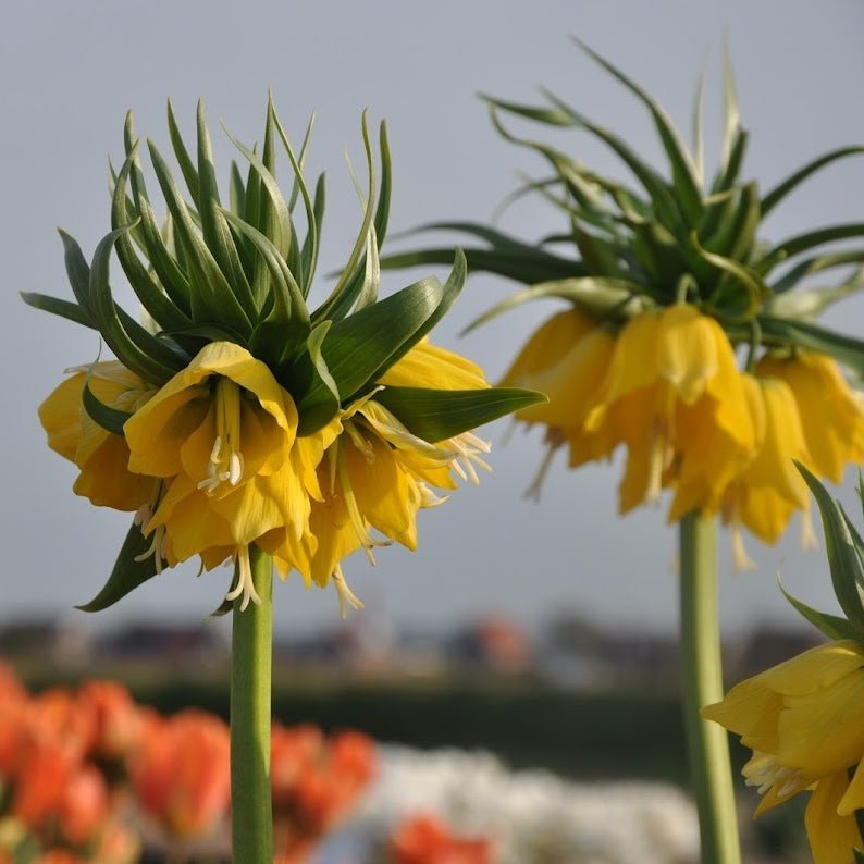Fritillaria imperialis Maxima Lutea - gele fritillaria - Fluwel