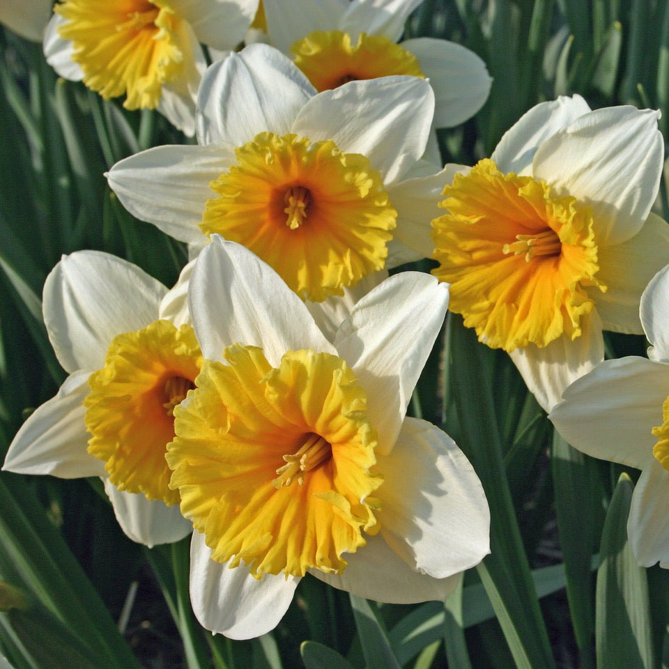 Slim Whitman - wit-oranje Large-cupped narcis - Fluwel