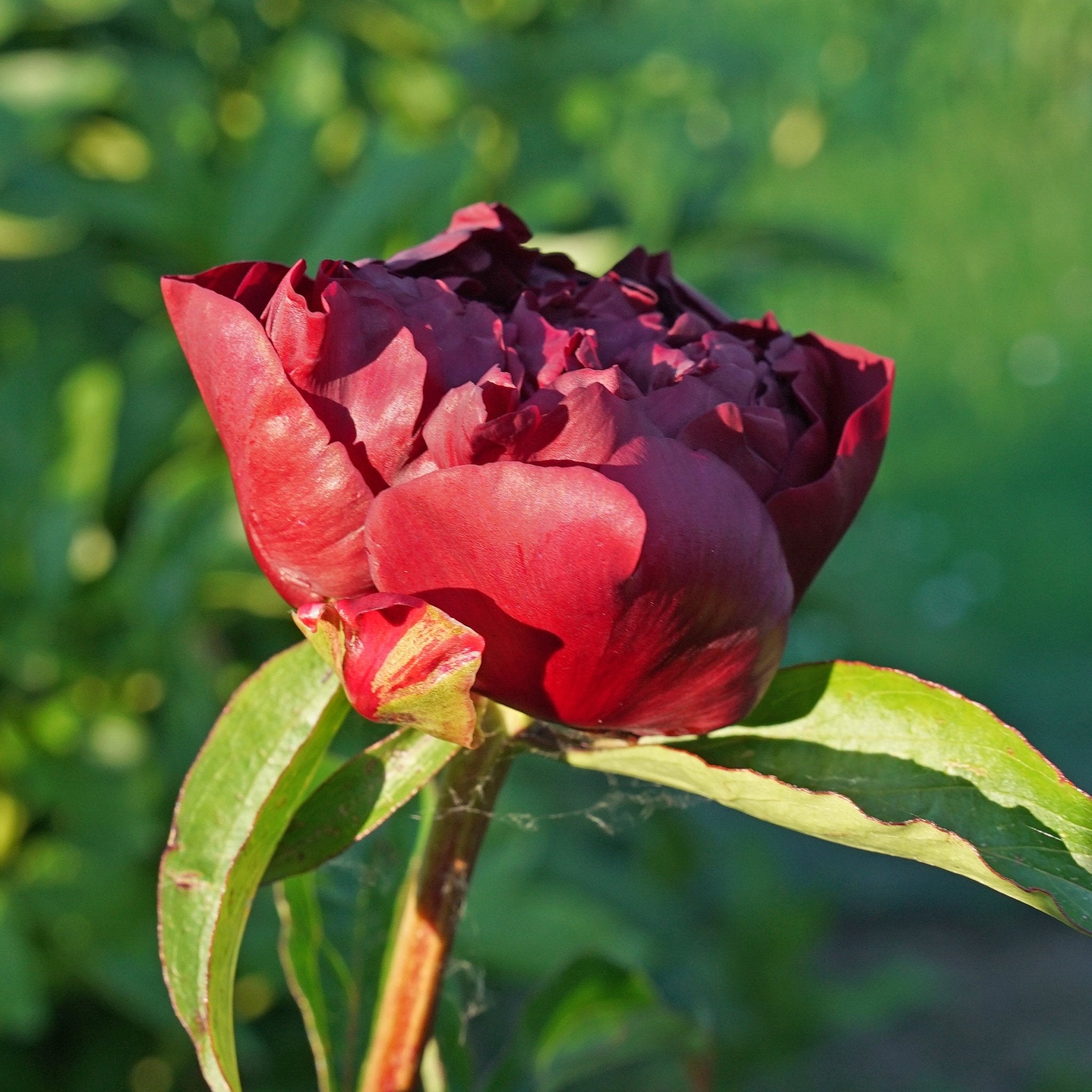 Peony Highlight - rode pioenroos - Fluwel