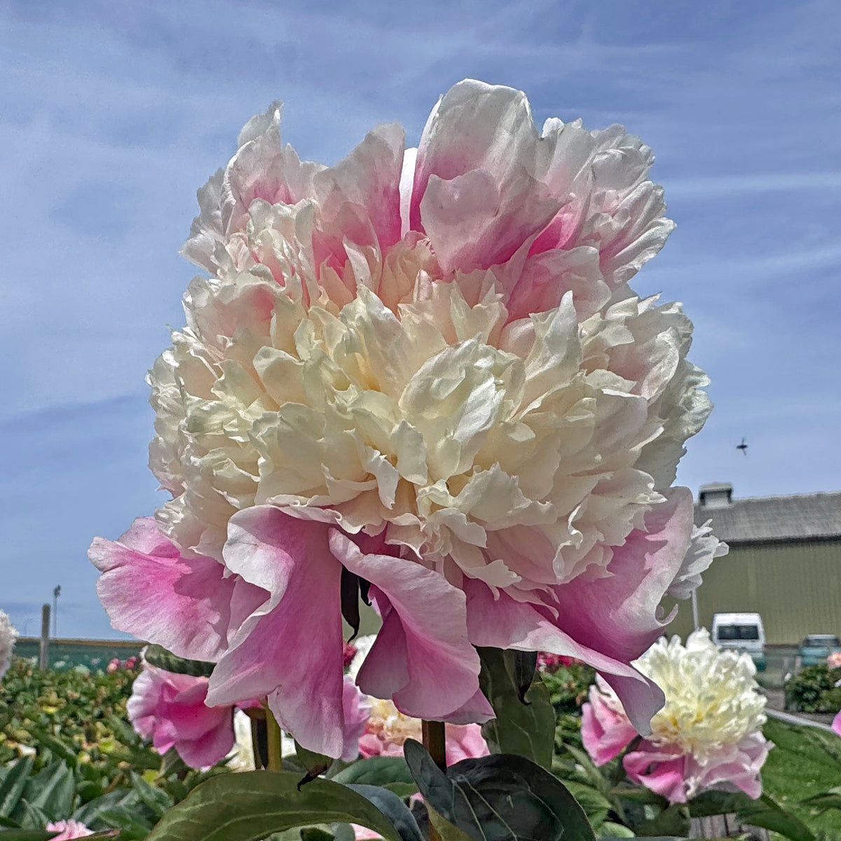 Peony She's My Star