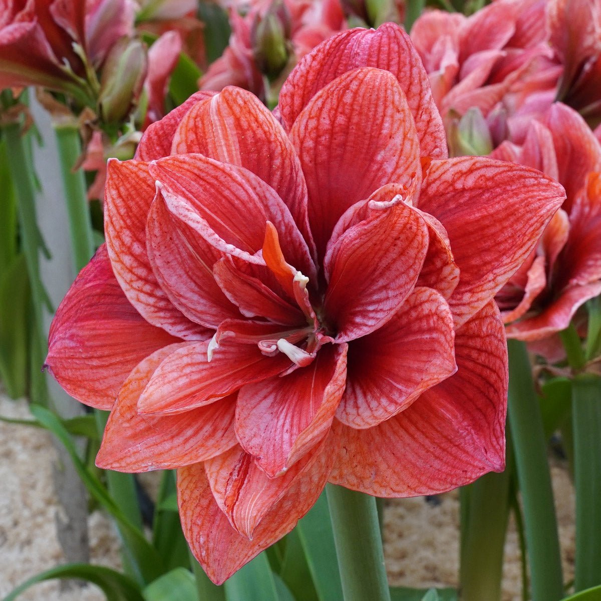 Amaryllis Cherry Amadeus - Amaryllis - Fluwel