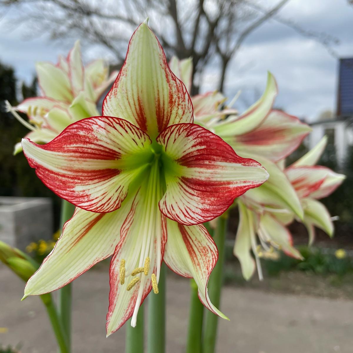 Amaryllis Cleopatra - Amaryllis - Fluwel