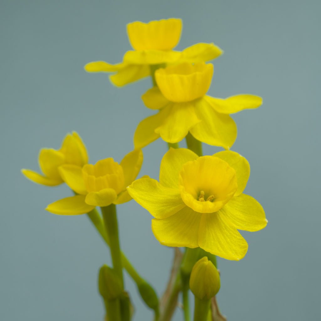assoanus - Special Narcissus - Fluwel