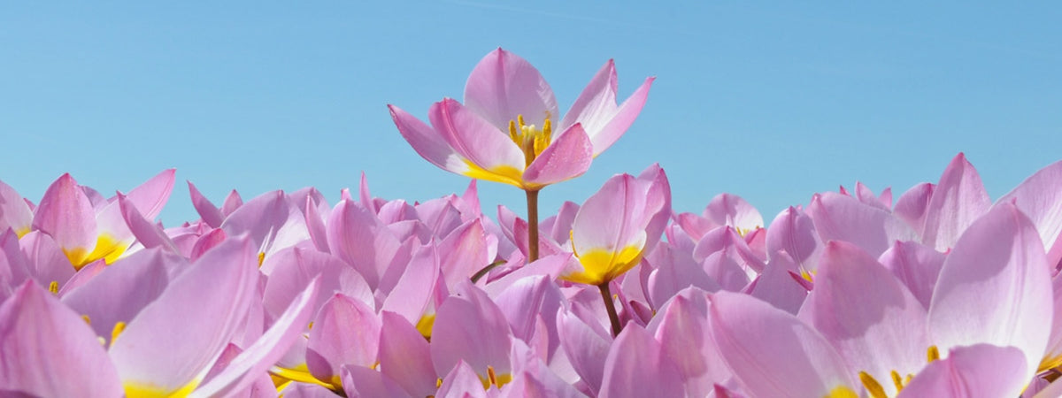 A slider picture of a Tulip Lilac Wonder field