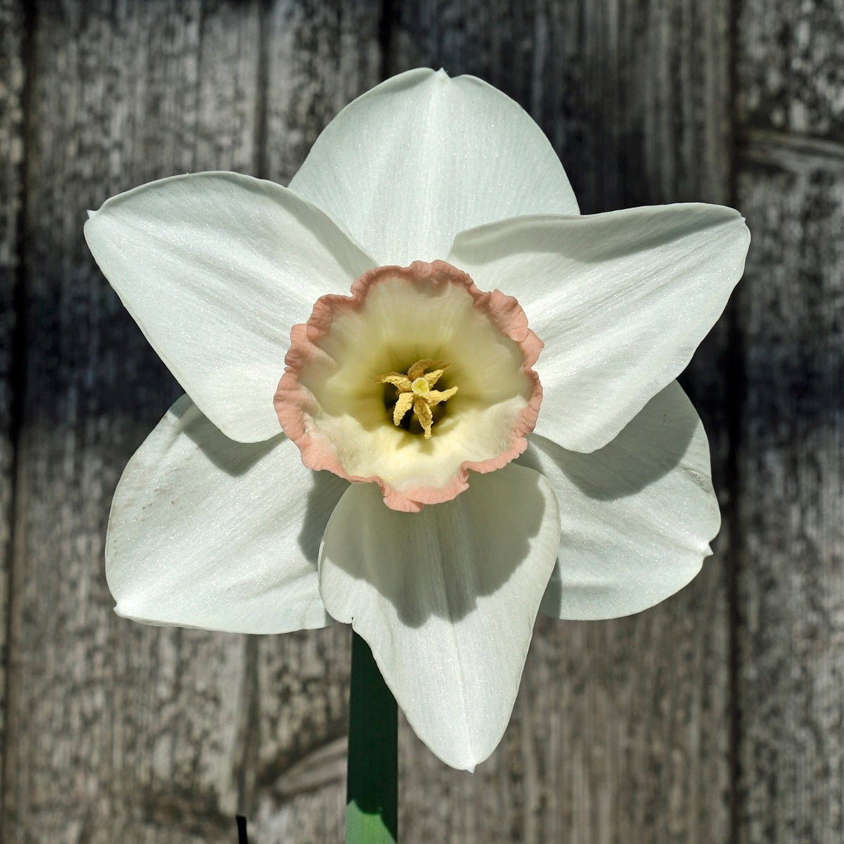 Beau Beaute - Special Narcissus - Fluwel