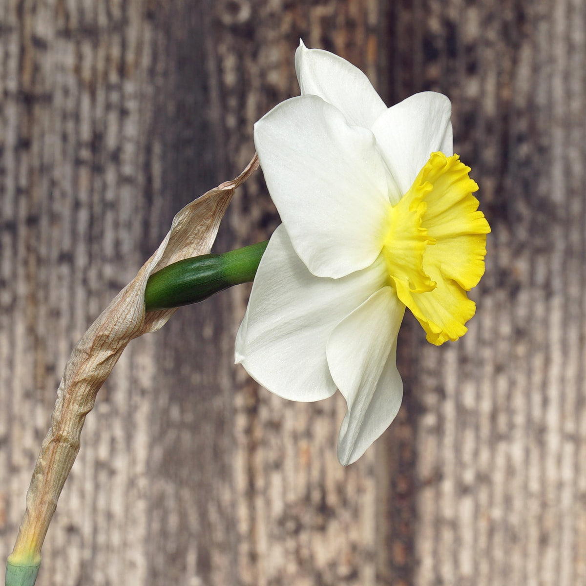 Beauty Call - Special Narcissus - Fluwel
