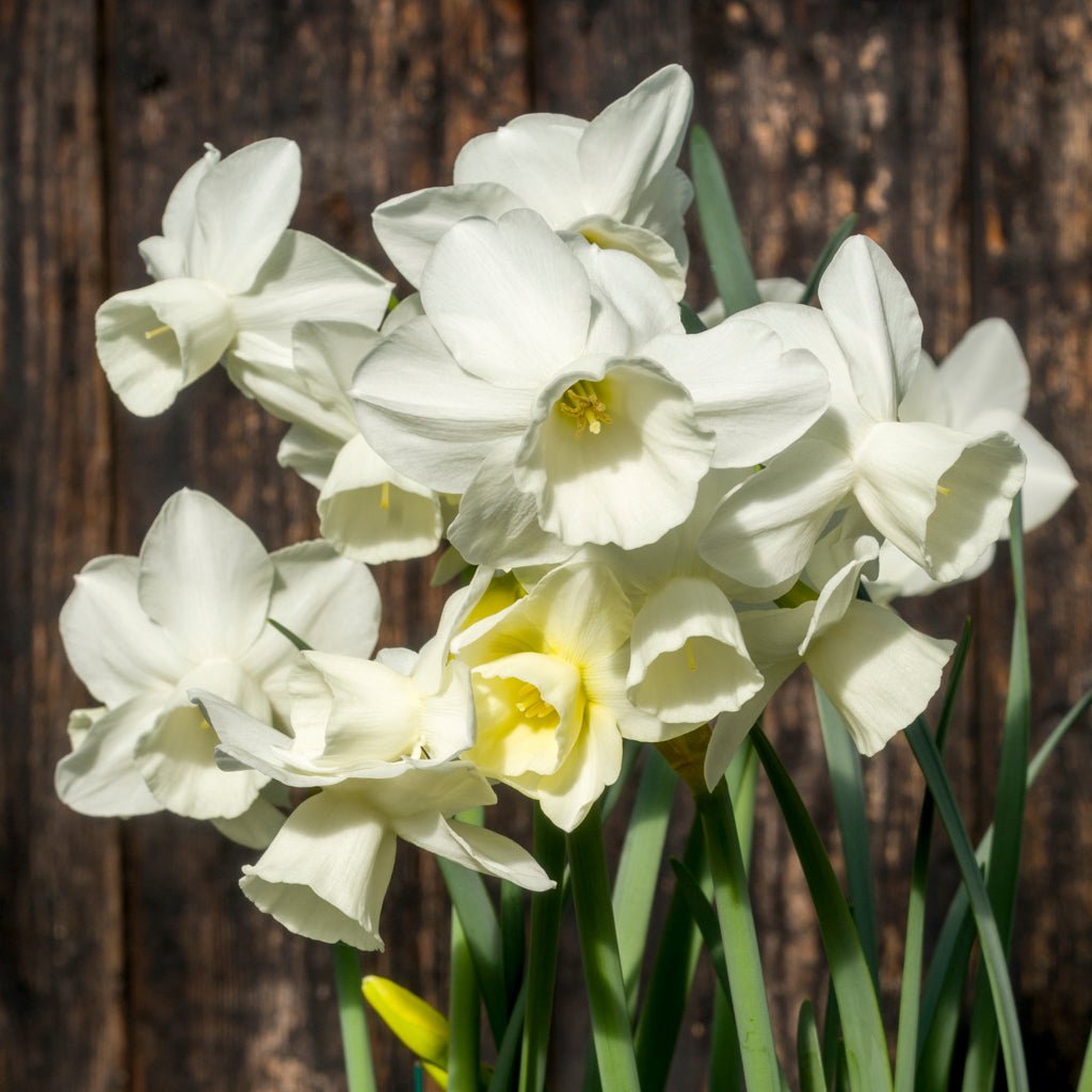 Belleza - Special Narcissus - Fluwel