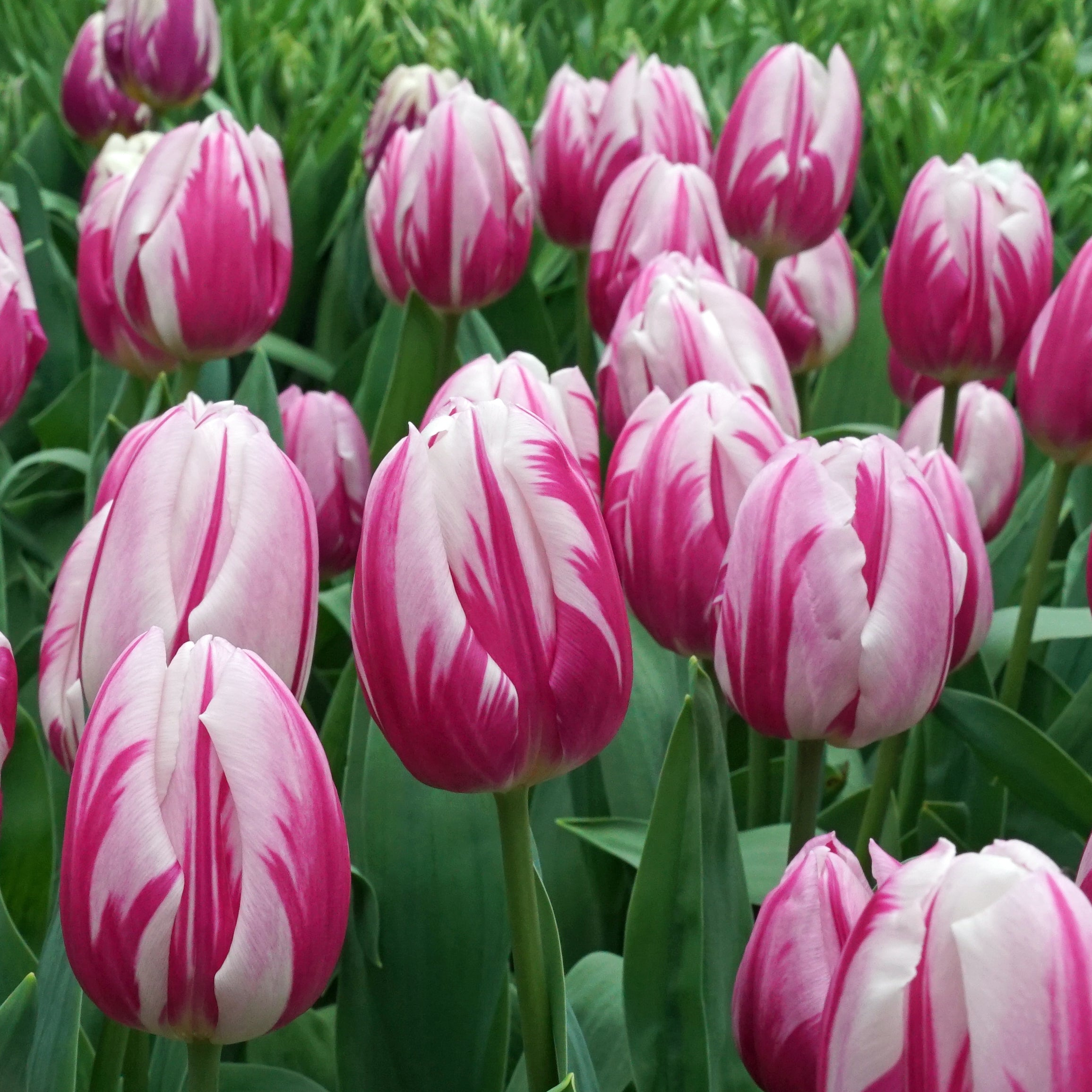 Bojangles - Tulips - Fluwel