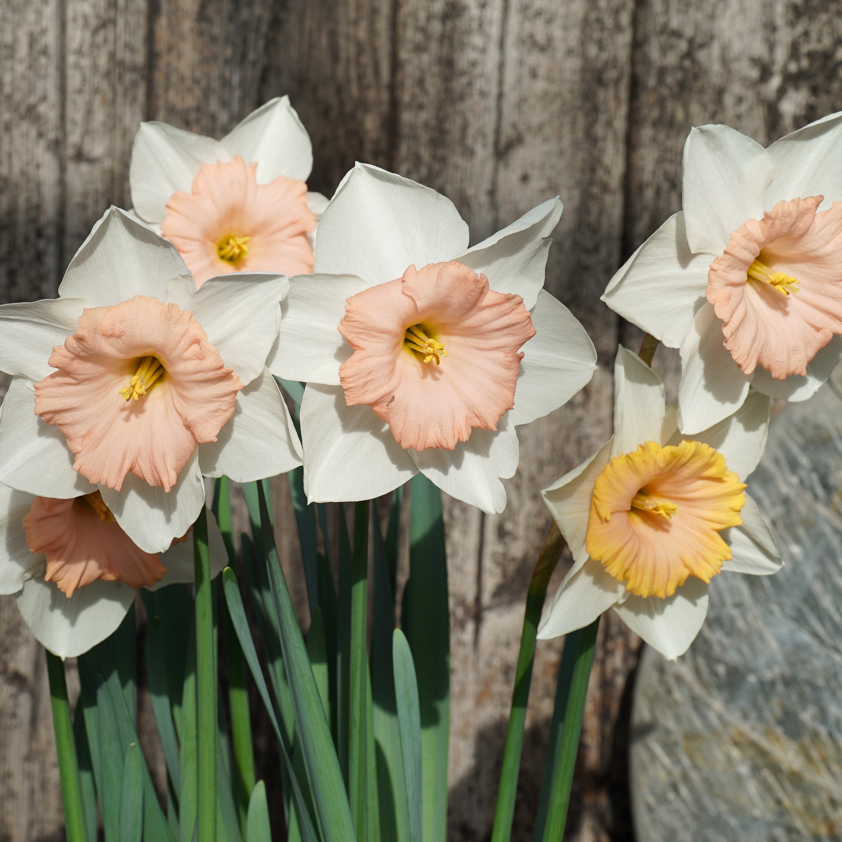 Bold Pink - Special Narcissus - Fluwel