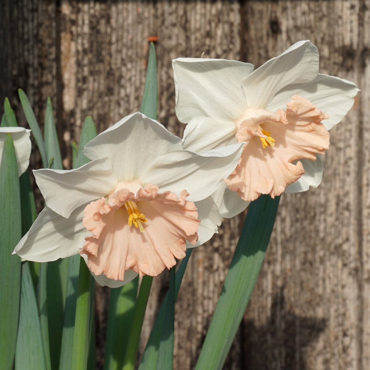 Bold Pink - Special Narcissus - Fluwel