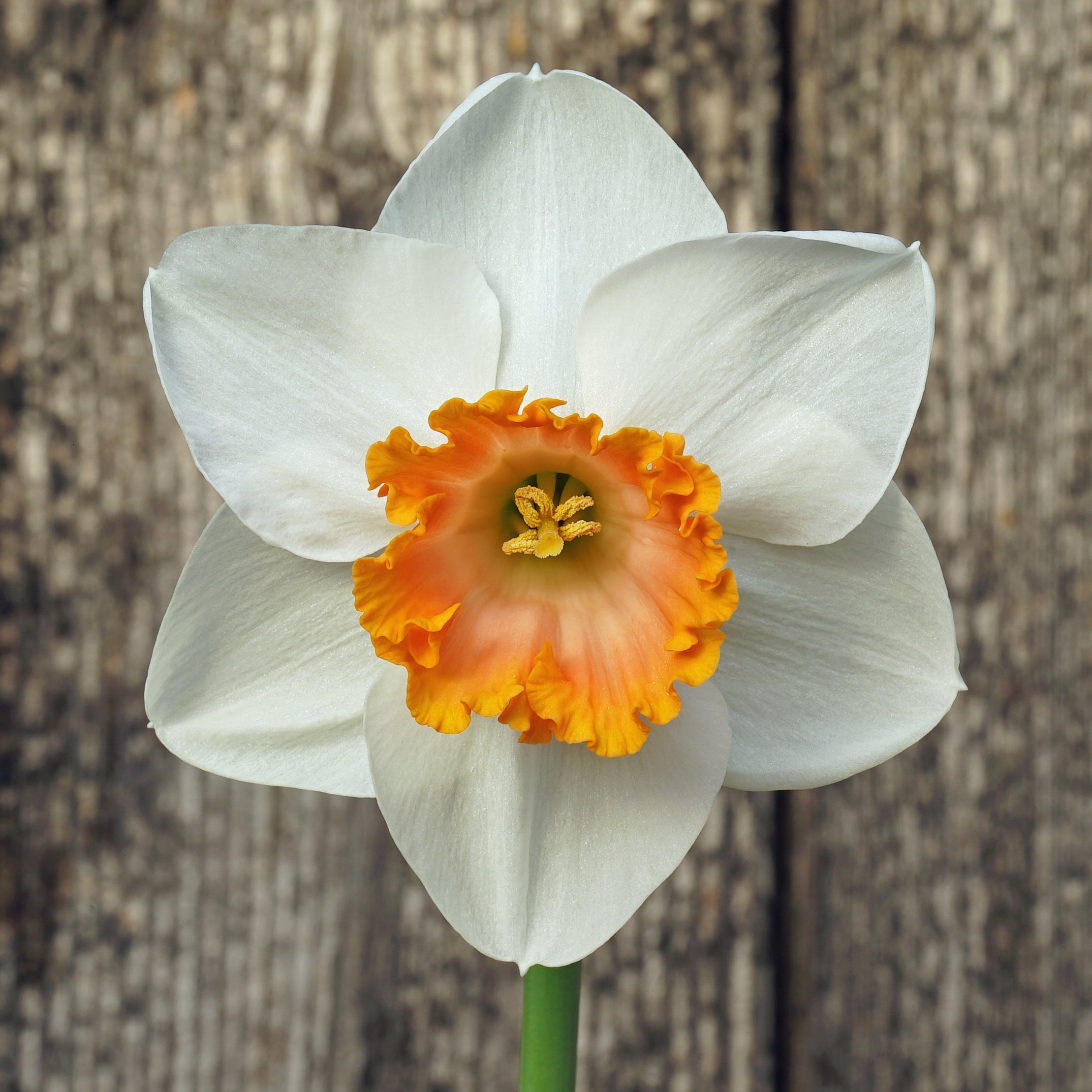 Bologna - Special Narcissus - Fluwel