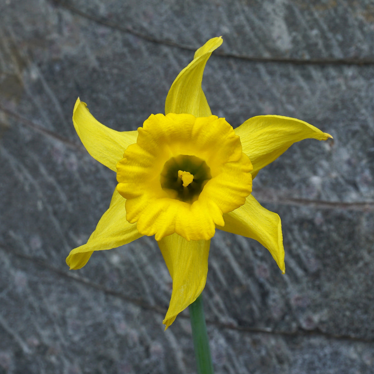 bujei Sierra de Cobra - Special Narcissus - Fluwel