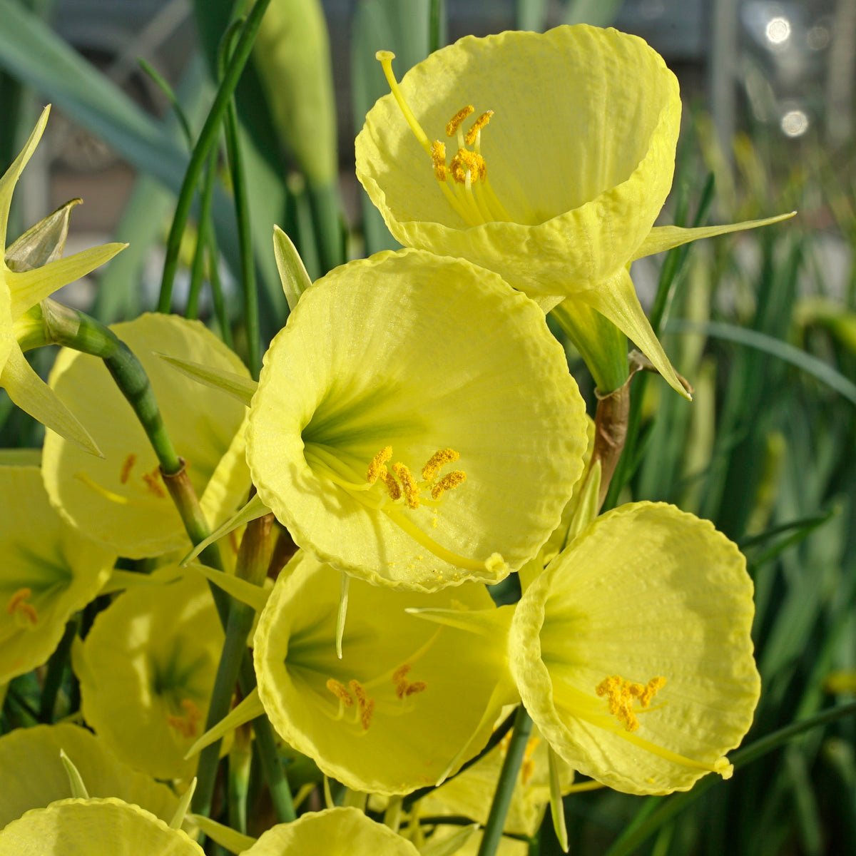bulbocodium Capella Gold - Special Narcissus - Fluwel