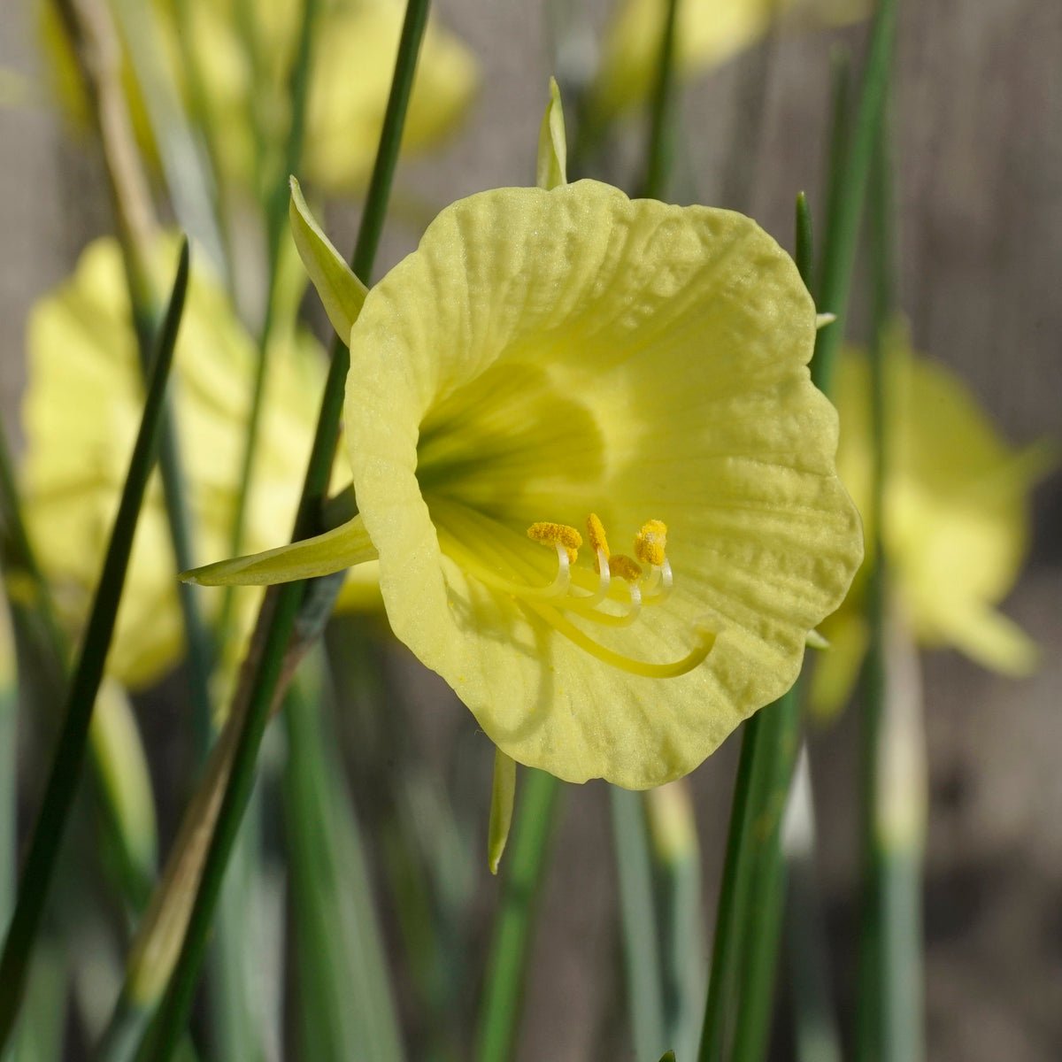 bulbocodium China Jewel - Special Narcissus - Fluwel