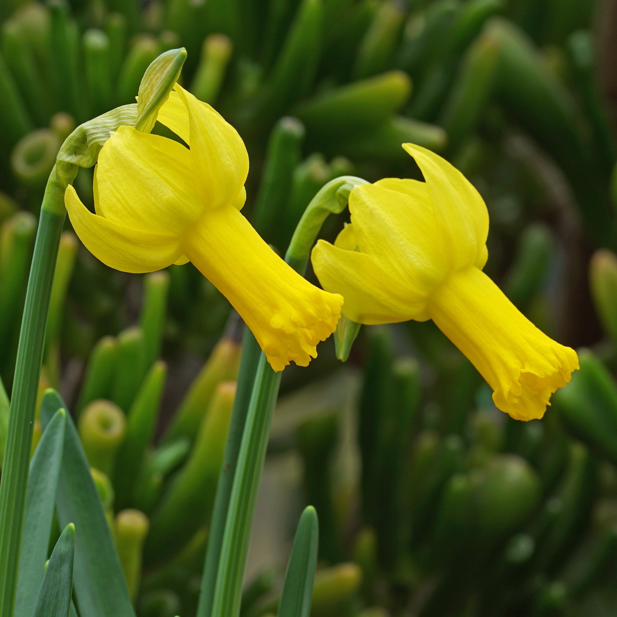 Bunnie Bee - Special Narcissus - Fluwel