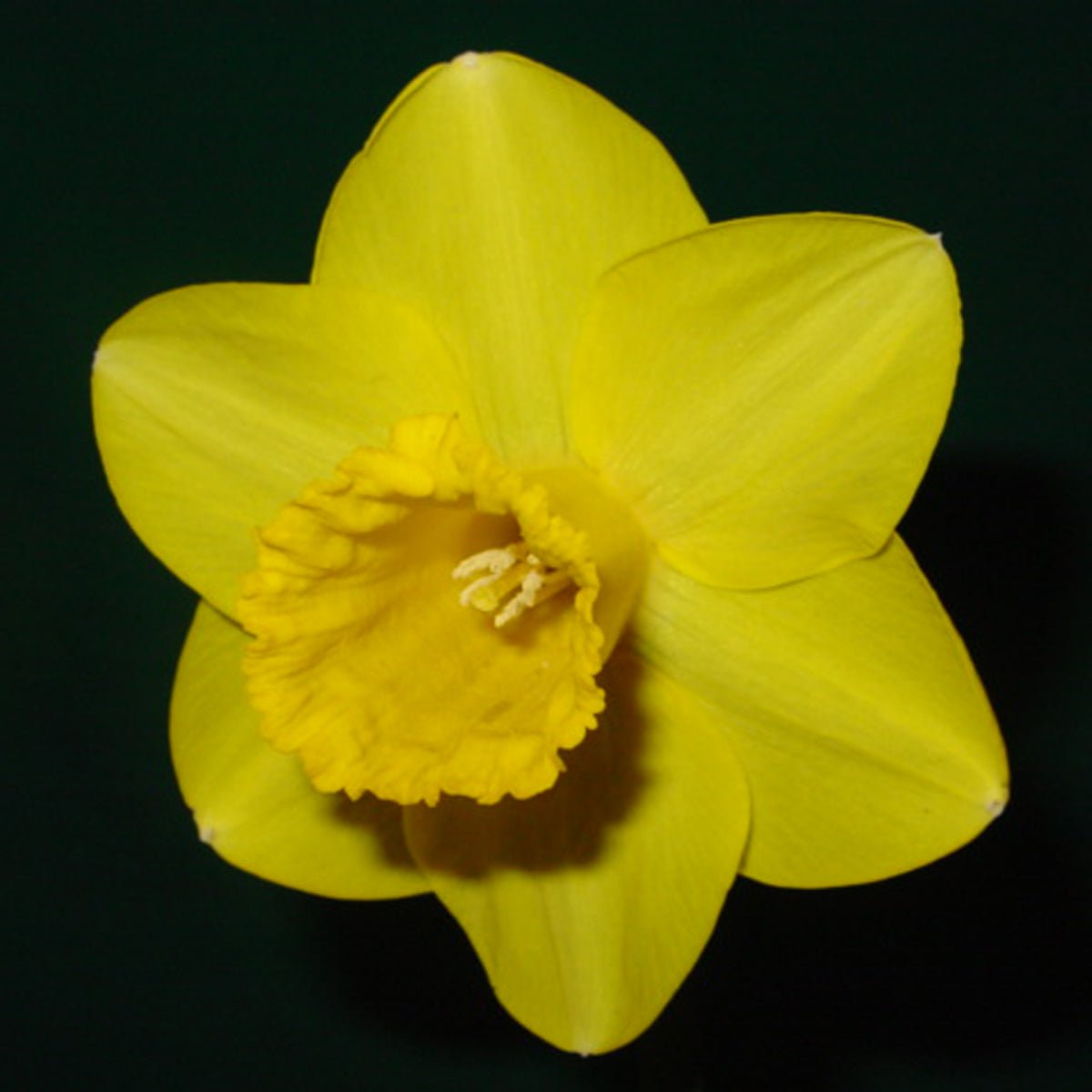 Cameo Gem - Special Narcissus - Fluwel
