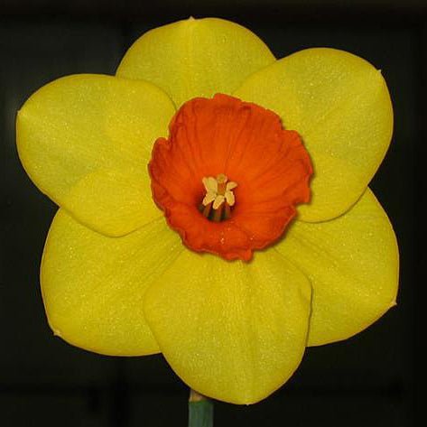 Cameo Joy - Special Narcissus - Fluwel