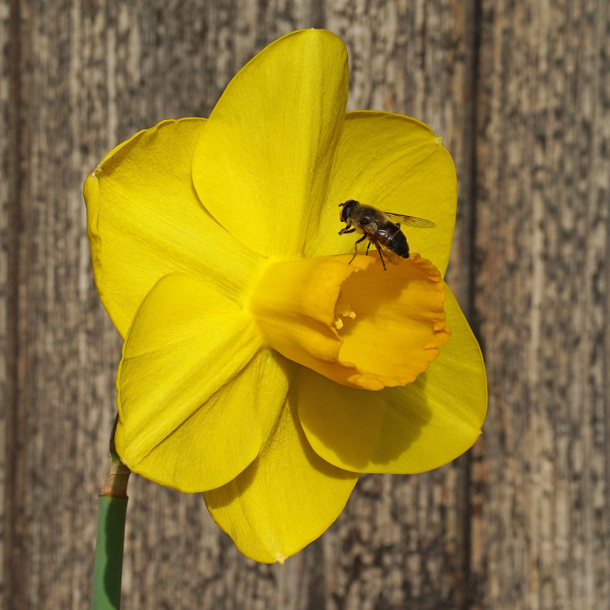 Canny Choice - Special Narcissus - Fluwel