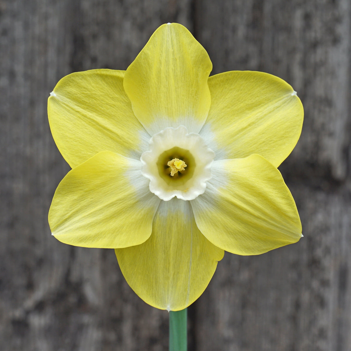 Caribbean Snow - Special Narcissus - Fluwel