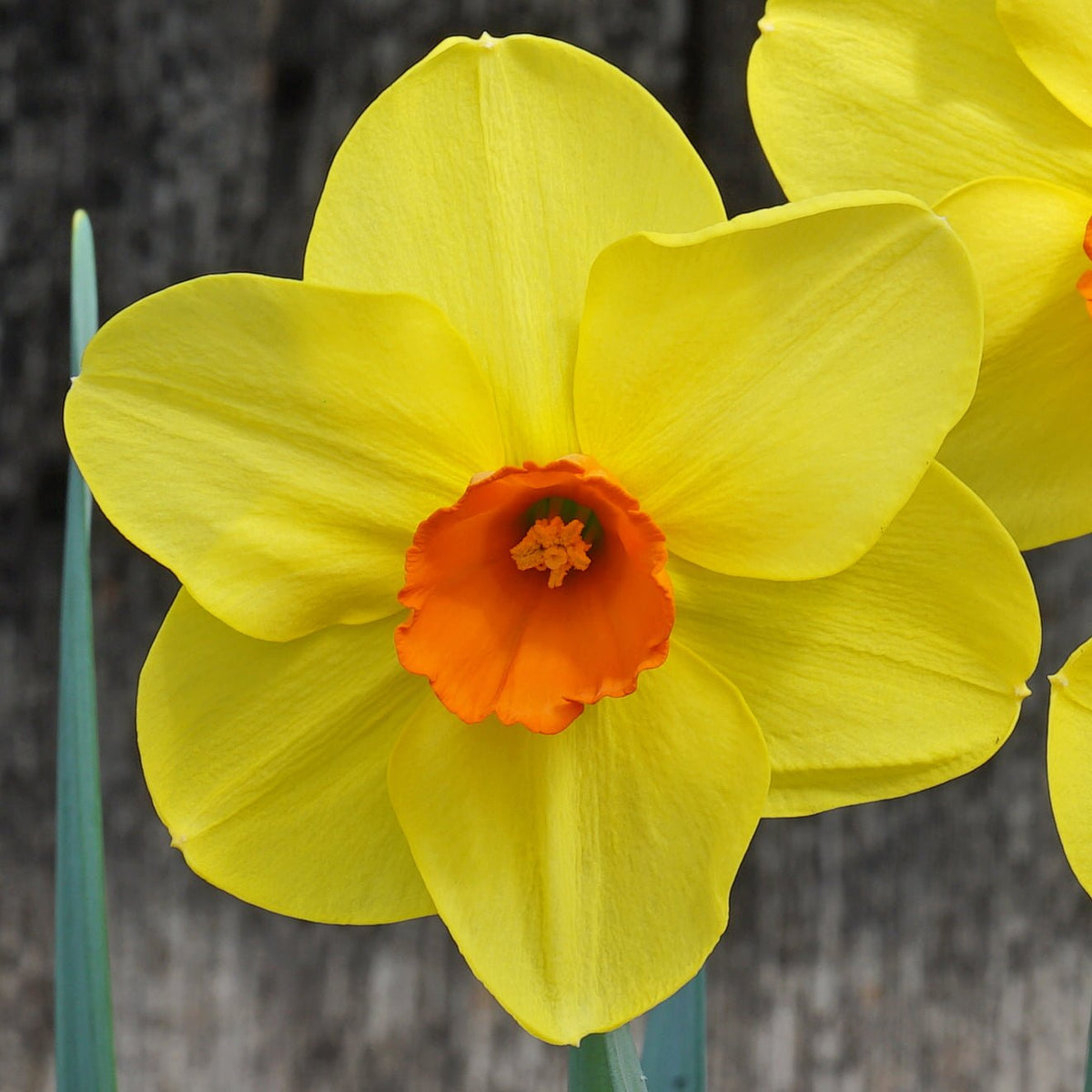 Causeway Sunset - Special Narcissus - Fluwel