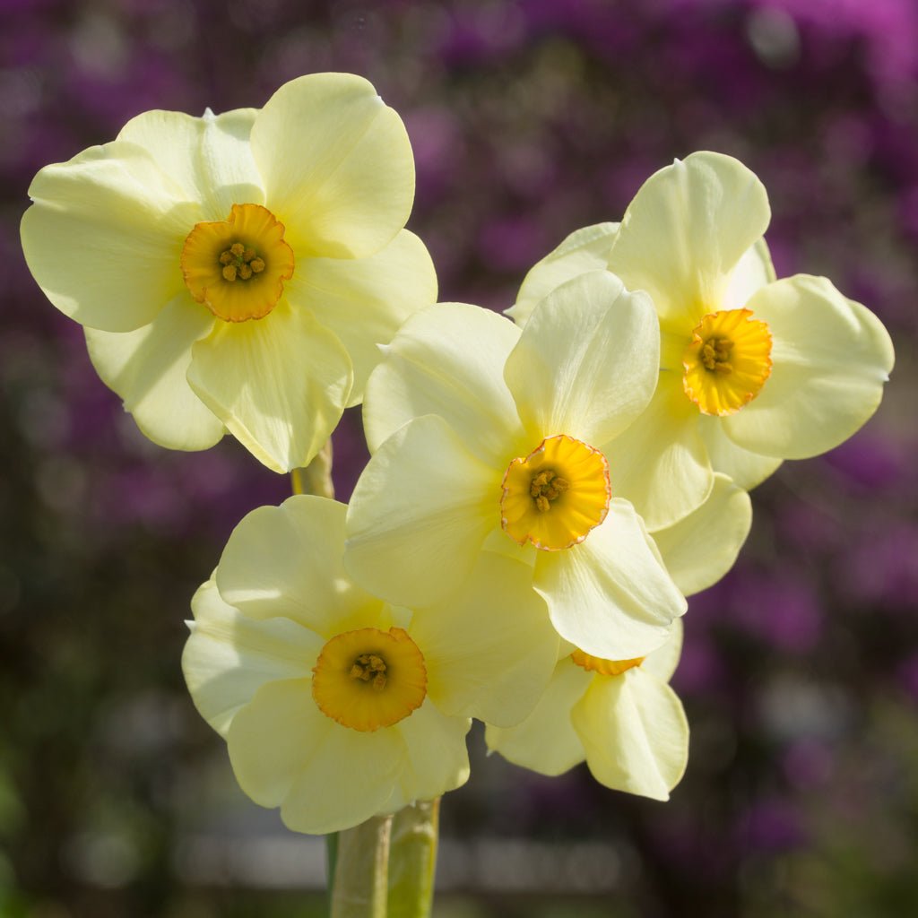 Chinita - Special Narcissus - Fluwel
