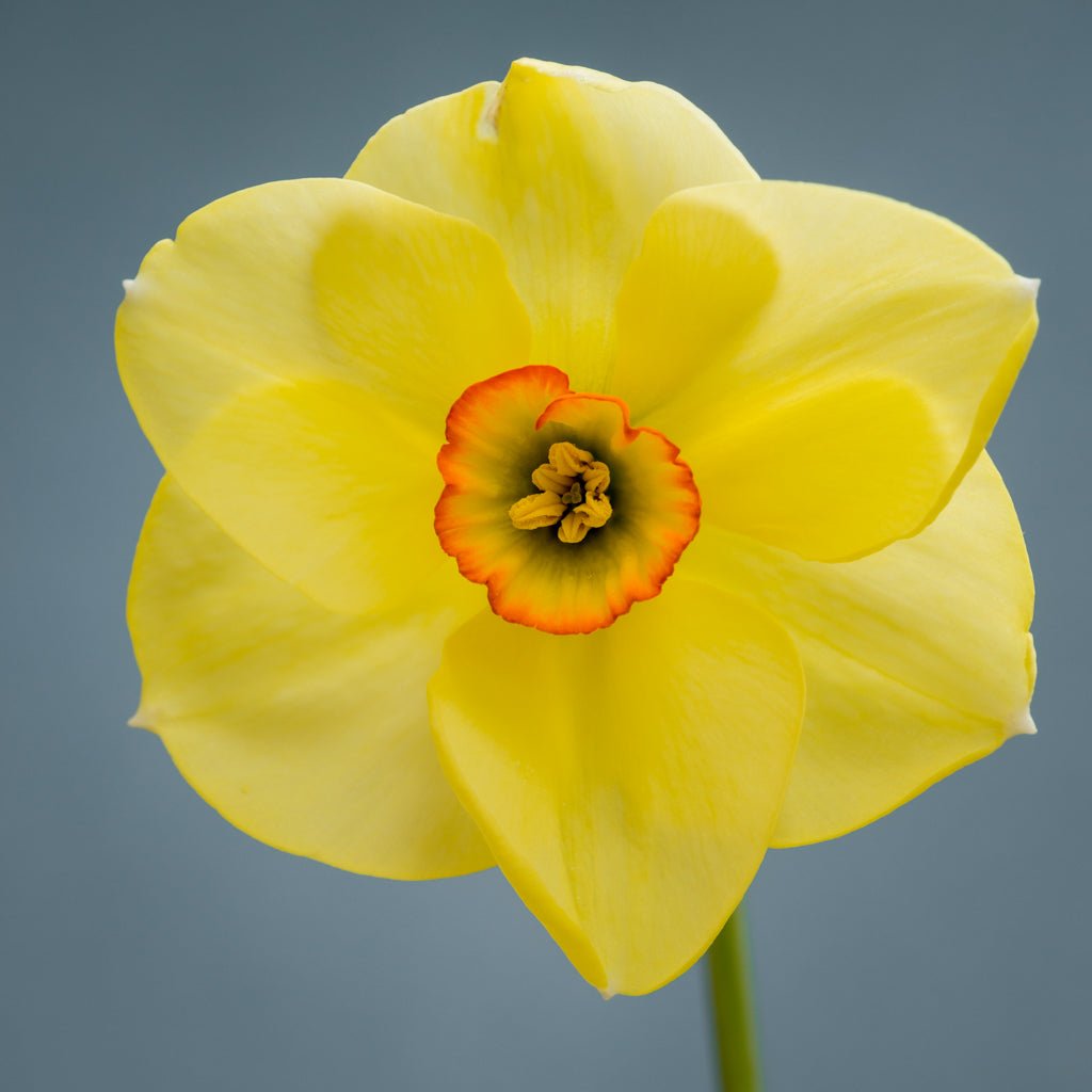 Chinita - Special Narcissus - Fluwel