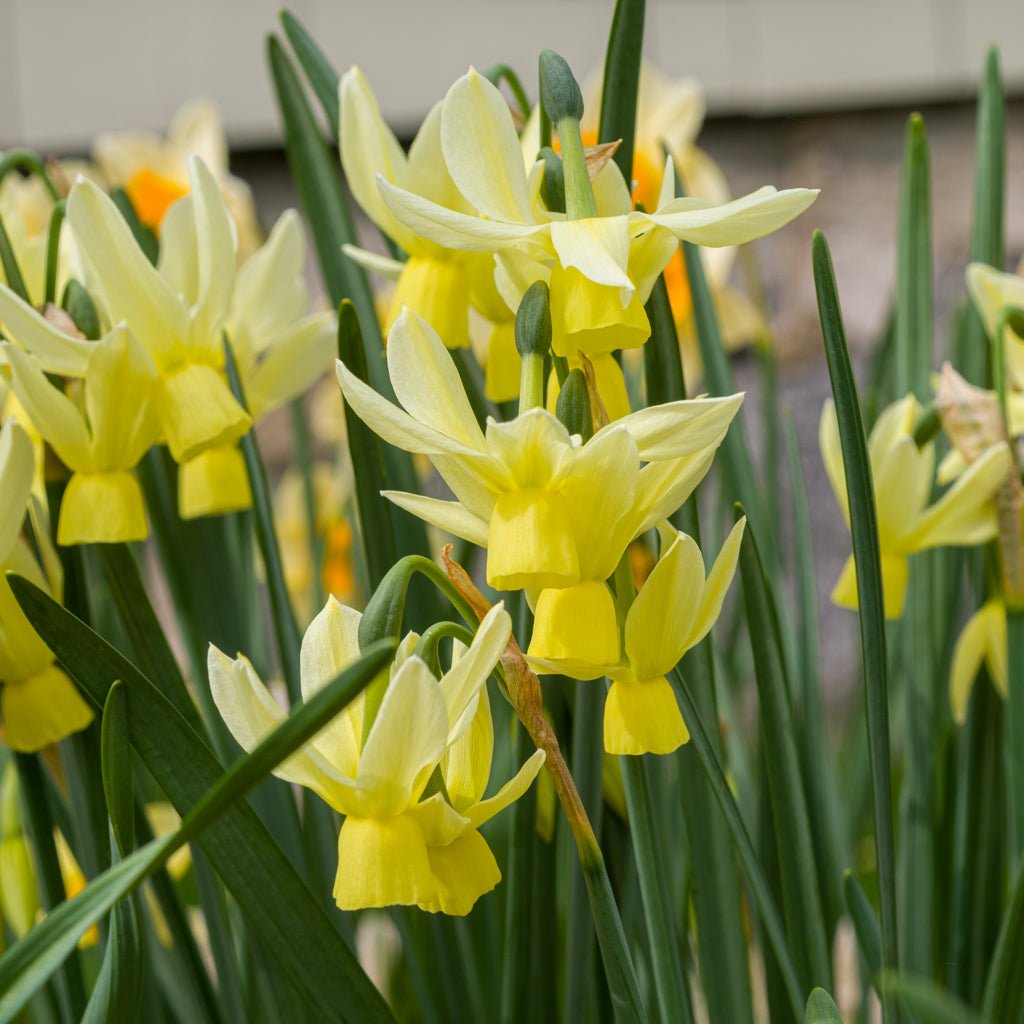 Chipper - Special Narcissus - Fluwel