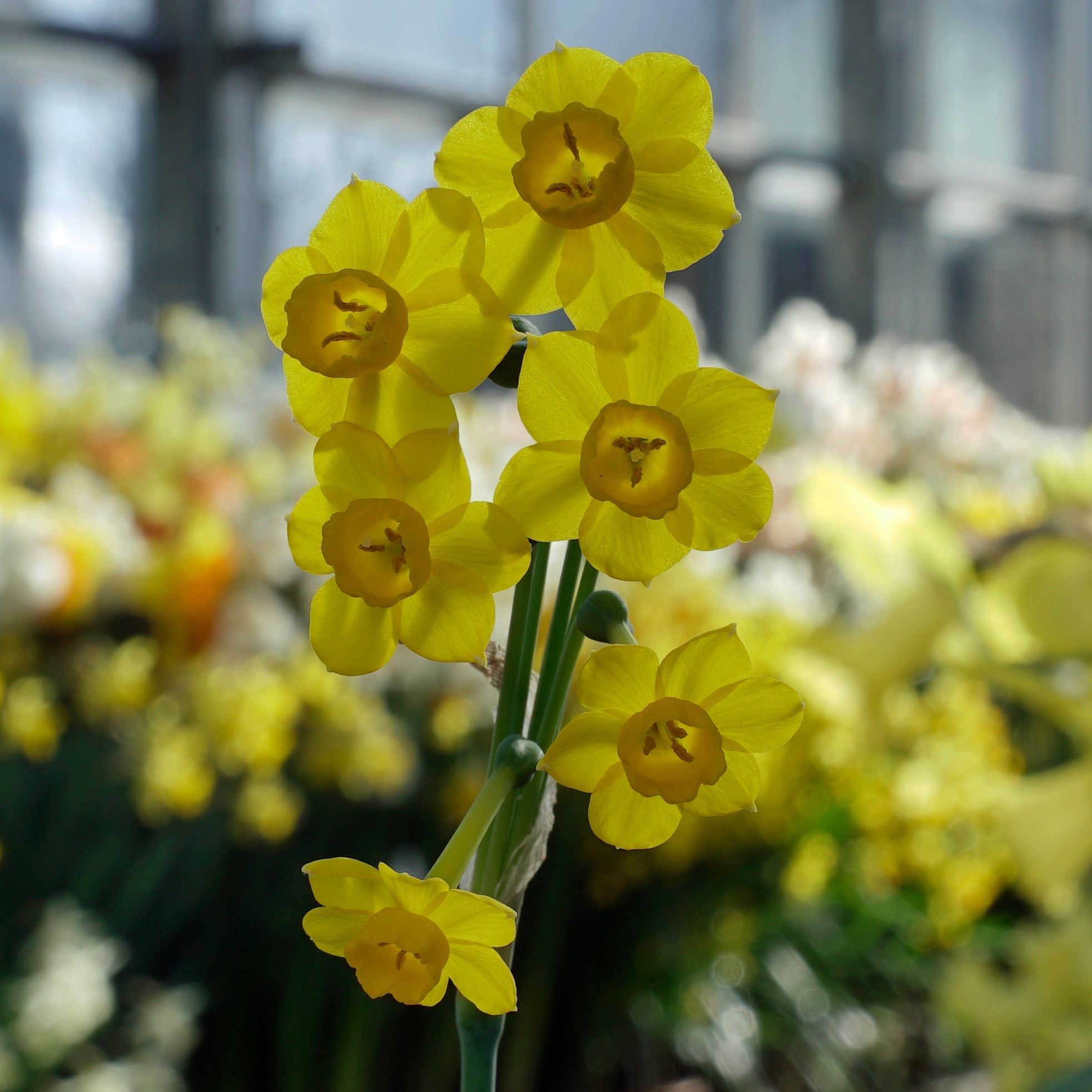 Chiquitita - Special Narcissus - Fluwel