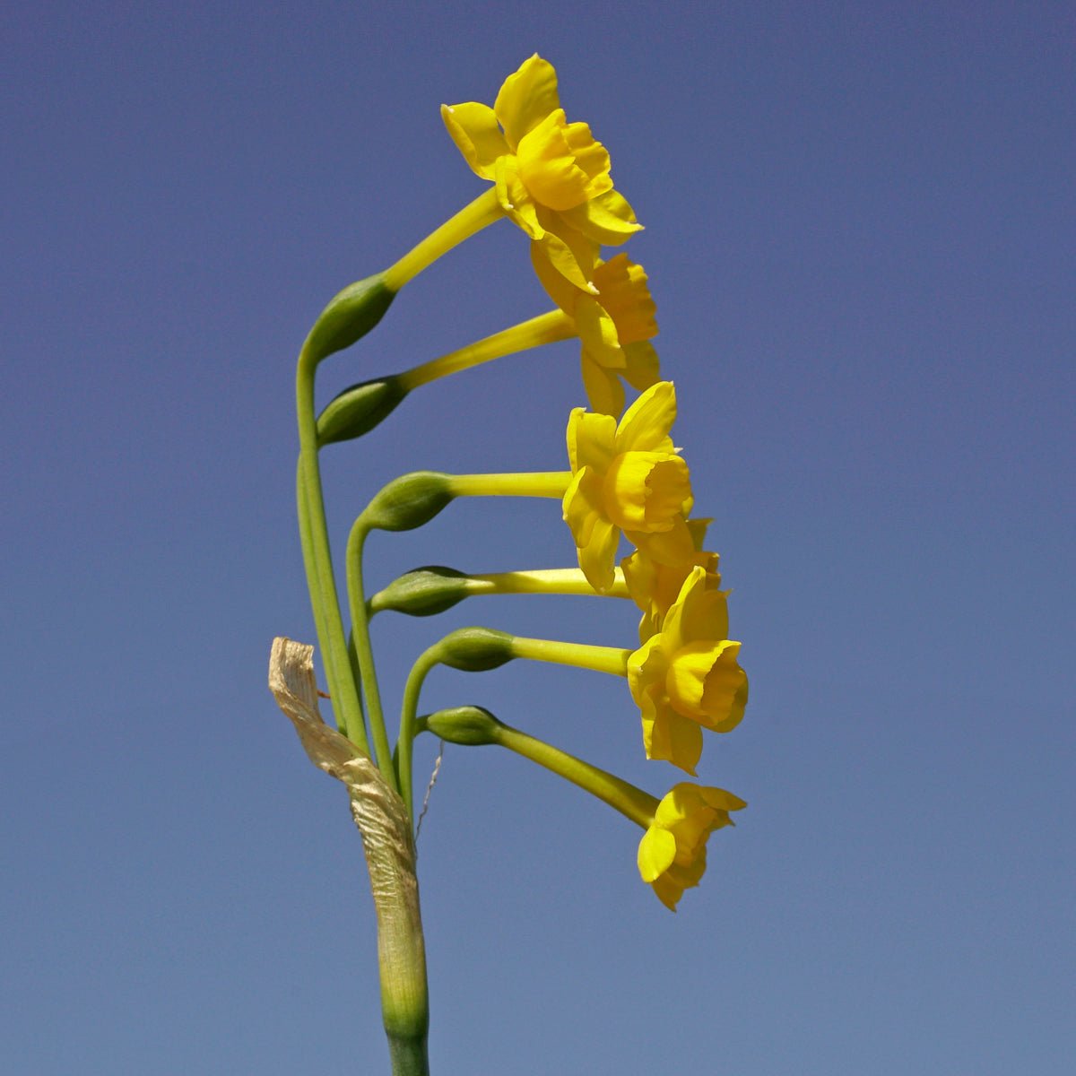 Chiquitita - Special Narcissus - Fluwel