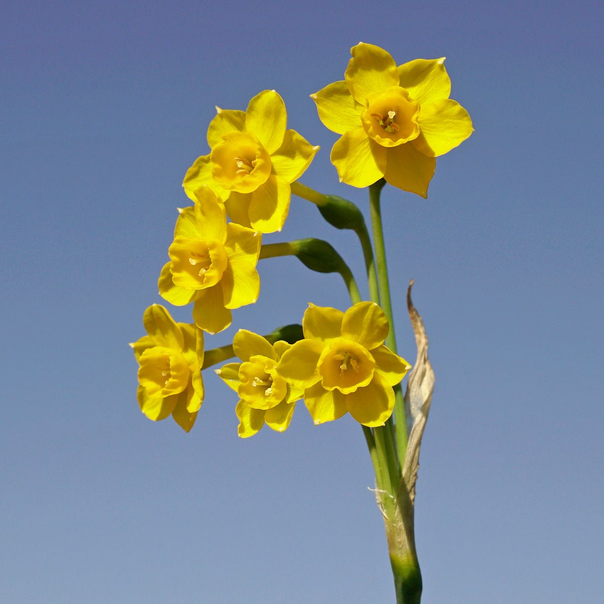 Chiquitita - Special Narcissus - Fluwel