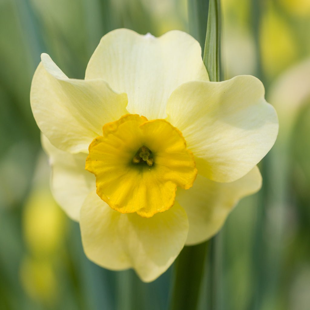 Clare - Special Narcissus - Fluwel