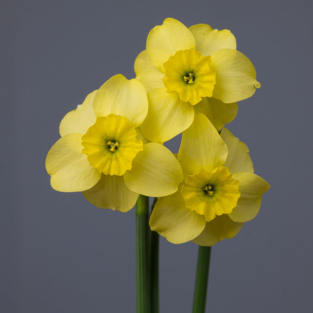Clare - Special Narcissus - Fluwel