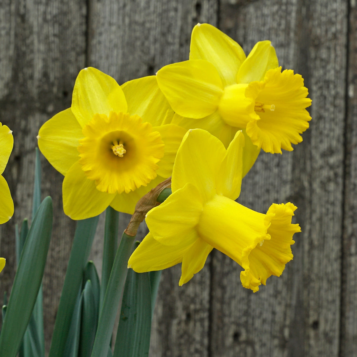 Cock - a - doodle - doo - Special Narcissus - Fluwel