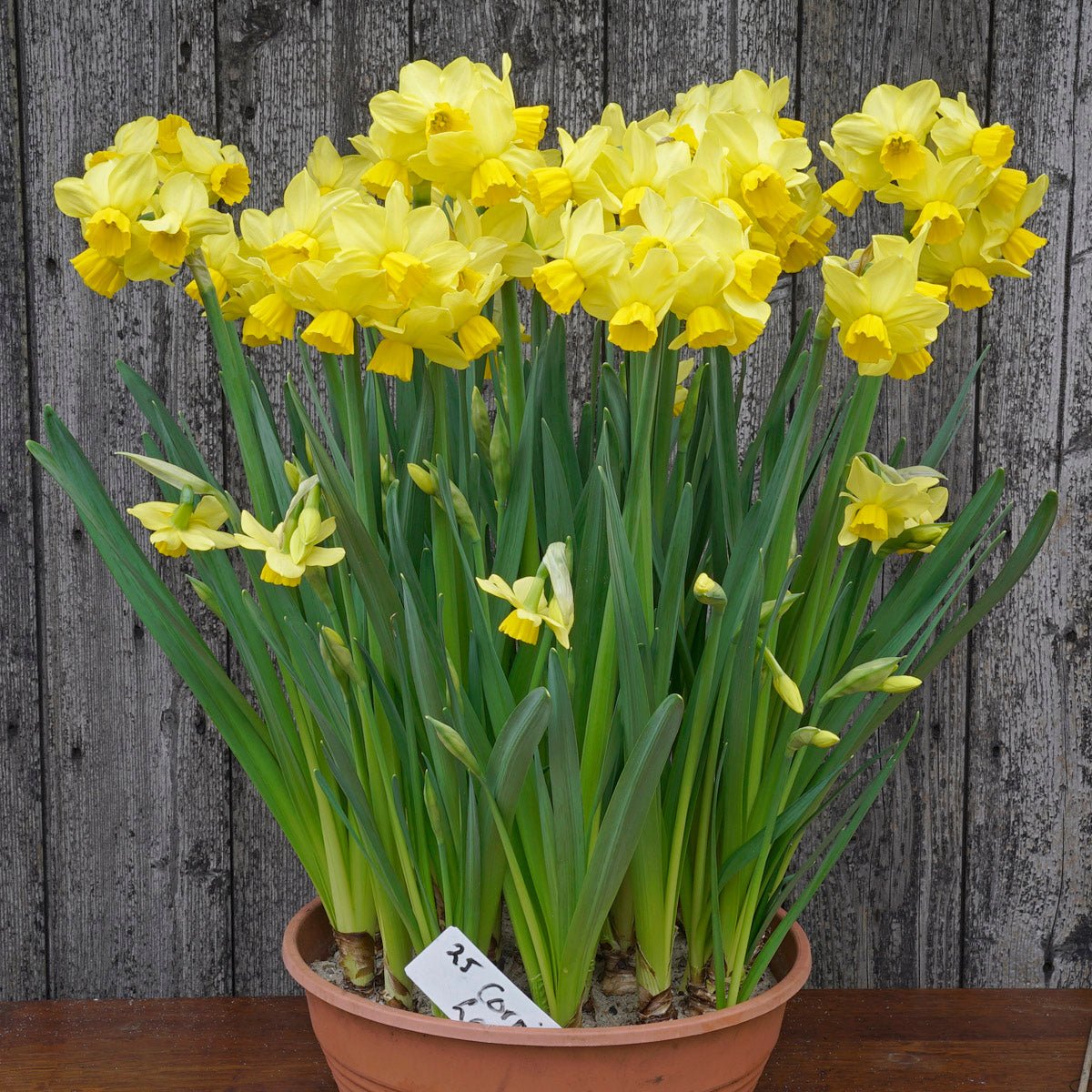 Cornish Chuckles - Narcissus - Fluwel