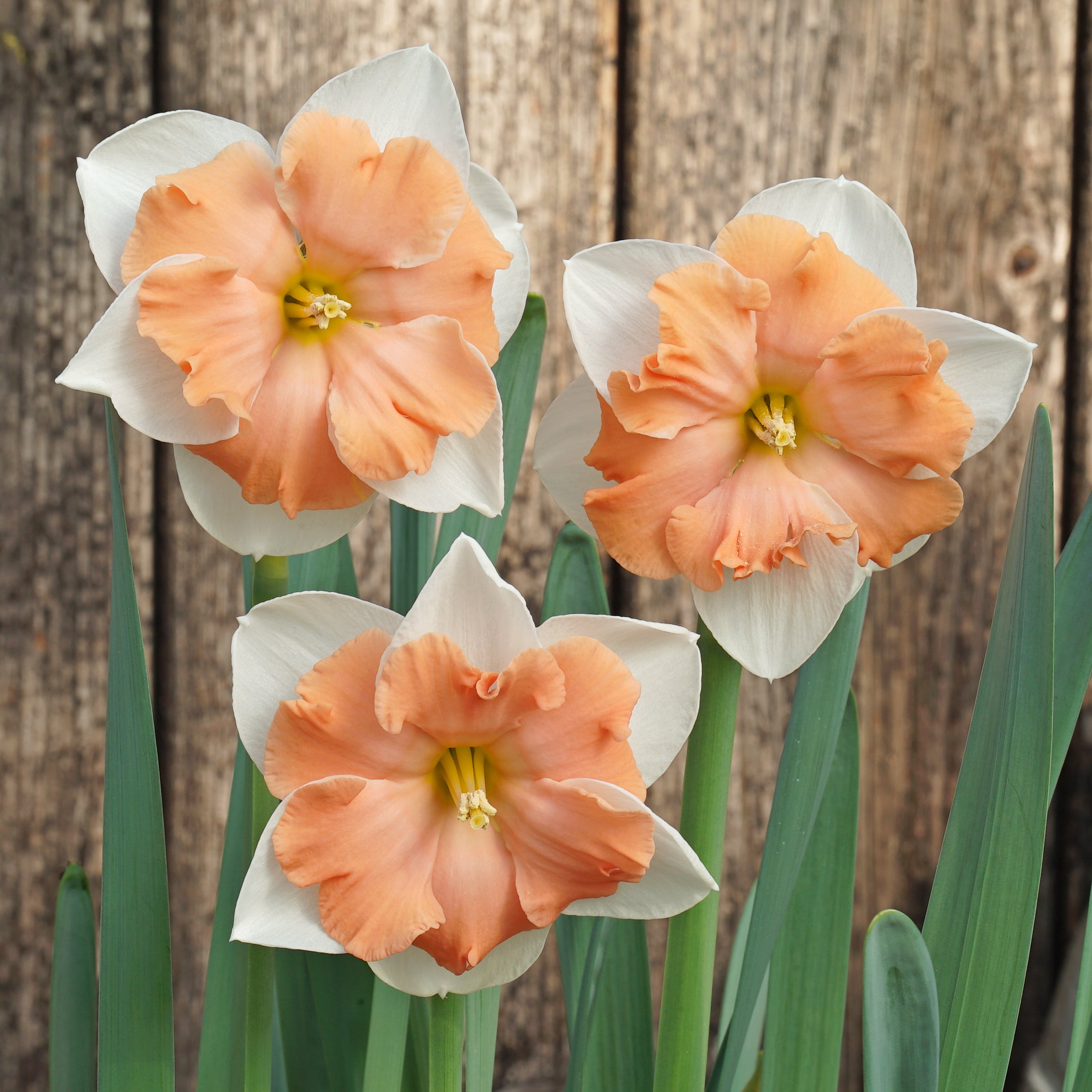 Cosine - Special Narcissus - Fluwel