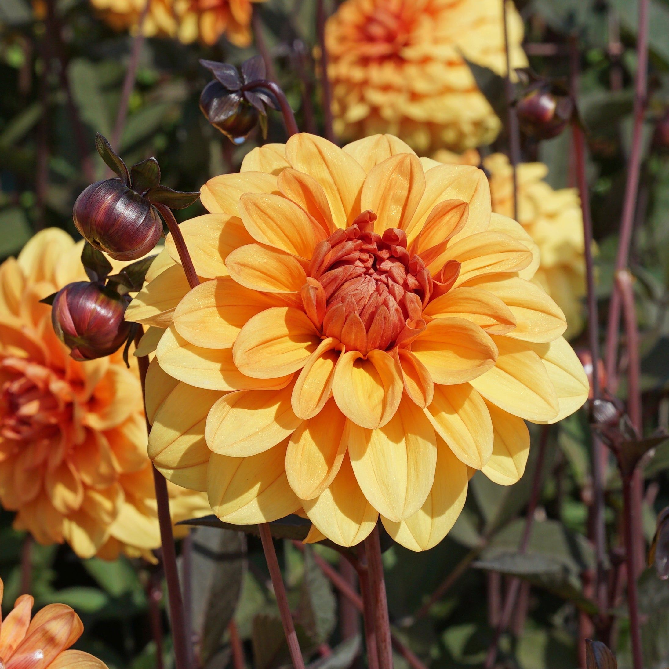 Dahlia David Howard - Dahlias - Fluwel